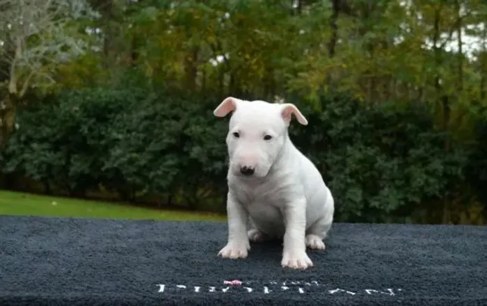 Bull Terrier- Machinho branco com 60 dias, padrão miniatura- Dani