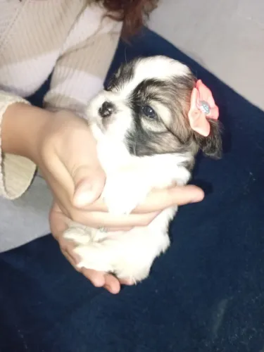 Shitzu macho femea 38dias