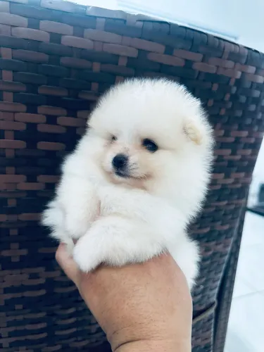 Filhotes de Lulu da pomerania