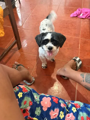 Shitzu Macho para acasalamento
