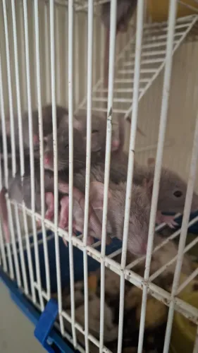 Ratos twister para doação. 