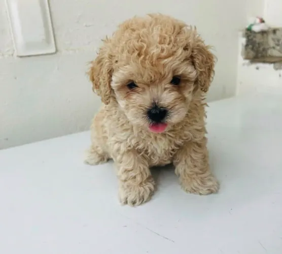 Poodle toy filhotes