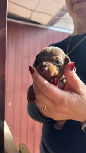 Daschund Macho Marrom