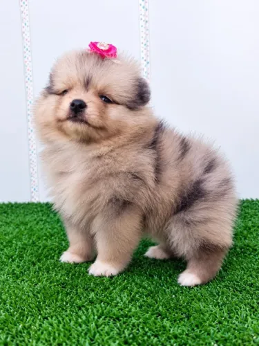 Spitz alemão