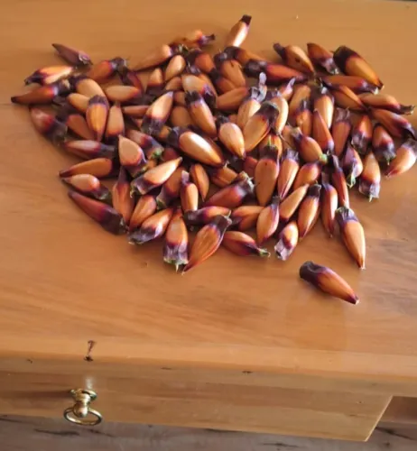 Pinhão 