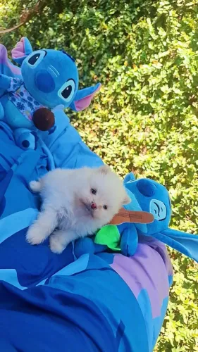 Spitz alemão machos