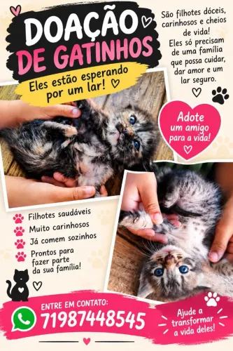 Filhote de gatinhos