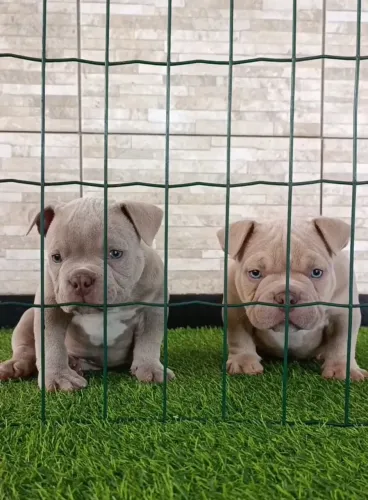 American Bully de alto padrão genético