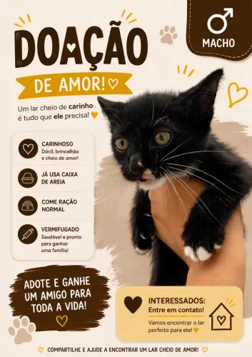 Doação de gatos