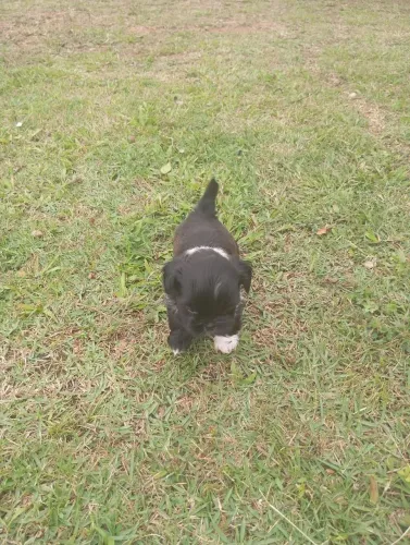 Bicho de pelúcia aqui o seu melhor filhote de Shih Tzu