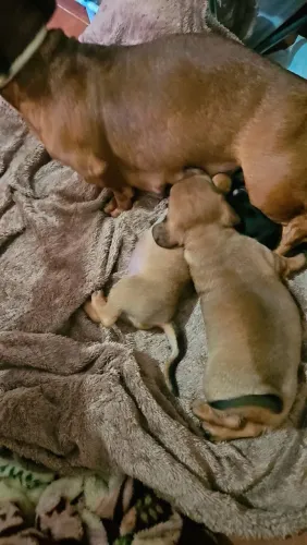 Filhotes de dachshunds. Valor 750.00