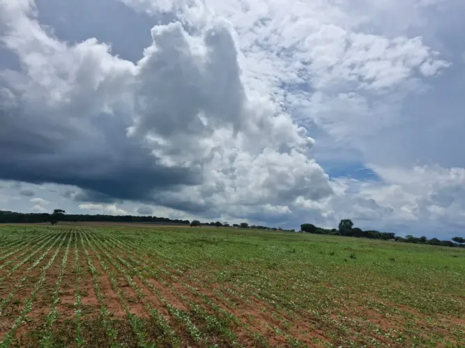 Fazenda A Venda No Distrito Industrial