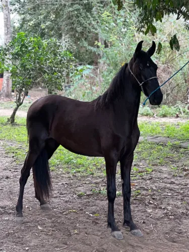 Cavalo Mangalarga