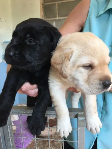 Labrador Retriever,Labrador Retriever Filhote Disponível com Facilidade na Entrega