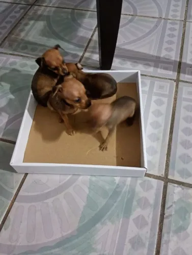 Vendo cachorro ? de raça pinch
