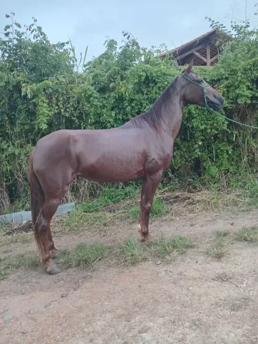 Vende-se e troca-se egua de marcha picada