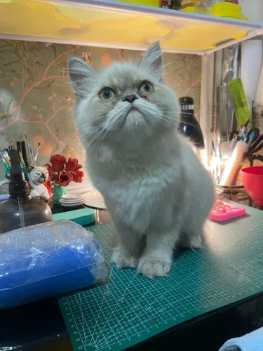 Gato Persa Macho