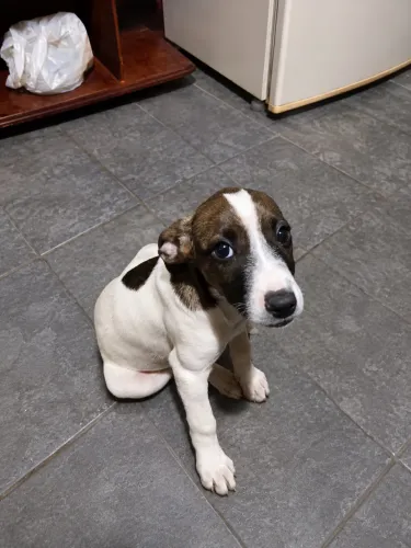 Cachorrinha para adoção