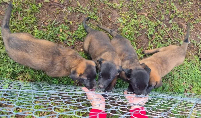 Filhotes de pastor belga malinois