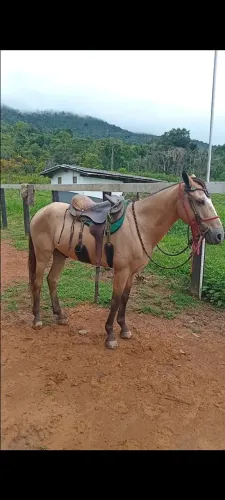 Caseiro e vaqueiro disponível 