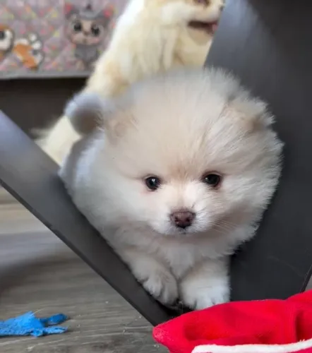 Spitz Alemão/ Lulu da Pomerania filhotes alto padrão