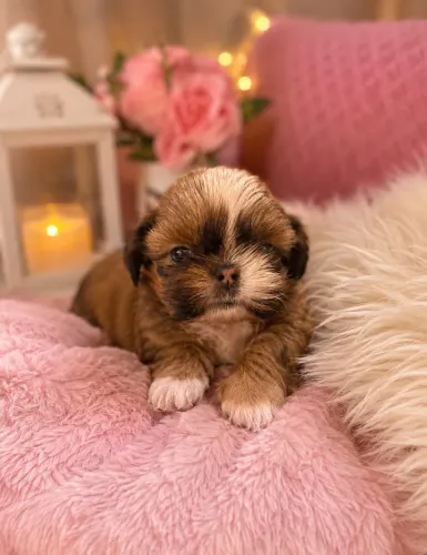 Shih-tzu filhotes alto padrão!