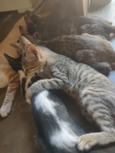 Gatinhos pra doação 