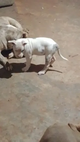 Pitmonster a procura de um lar que tenha tempo pra dar atenção