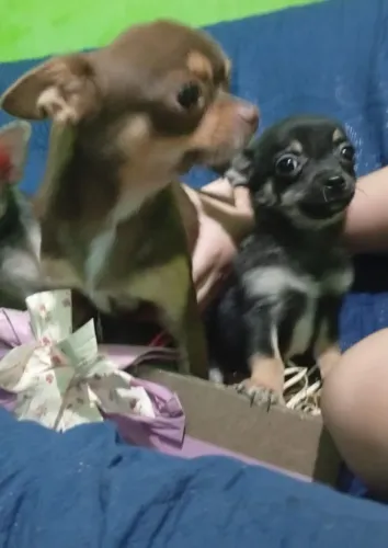 Último Filhote De Chihuahua Pelo Curto Macho Da Cor Black Tan Vacinado