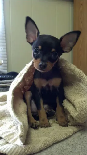 Cachorro pinsh