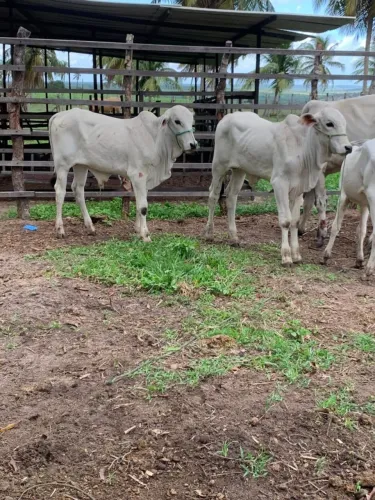 Bezerros Nelore PO sem RG 