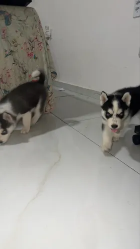HUSKY SIBERIANO