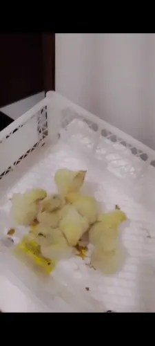 Pintinhos da raça Brahma disponíveis 35 reais