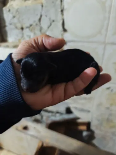 Nasceu filhote de pinscher vender reserva o seu 