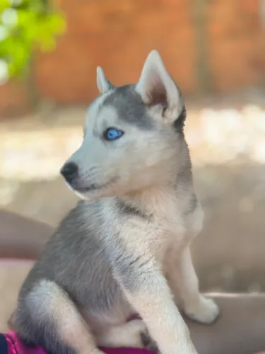Vendo filhote de Husky Siberiano 