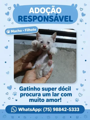 Gatinho para adoção 