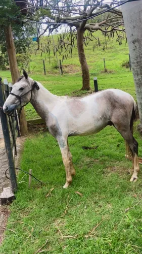 Potro 