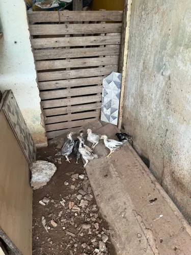 Pintinhos índio