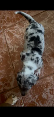 filhote de (salsichinha) arlequin