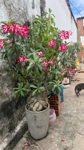 ROSA DO DESERTO