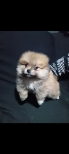 Vendo lindo machinho
