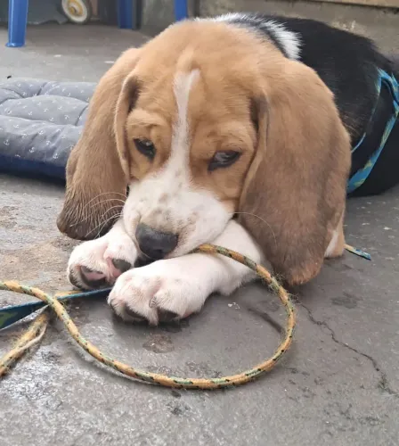 Filhote Beagle 4 meses