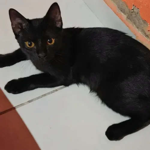 Gato Macho, 6 Meses Para Adoção