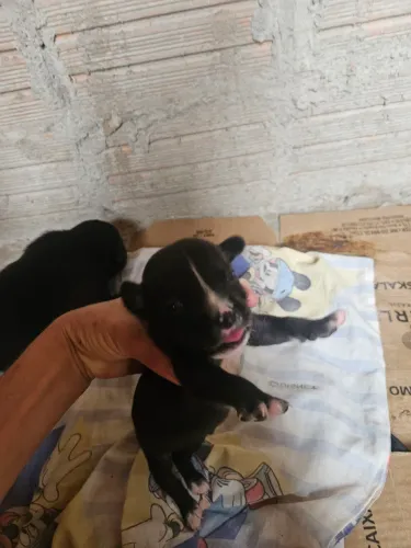 Vendo filhote de american bully cabeça de touro com labrador mais porém tudo a cara do pai