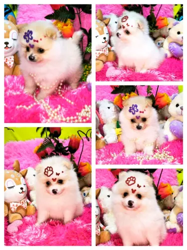 Lindas Lulu da Pomerânia Fêmeas