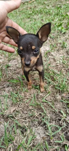 ? VENDO PINSCHER Nº 1 - FÊMEA ?