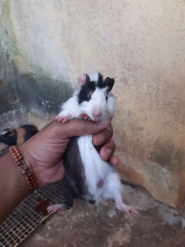 Porquinho da india 