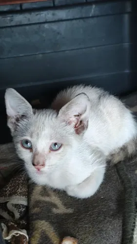 Linda gatinha para adoção responsável c/ castração garantida...