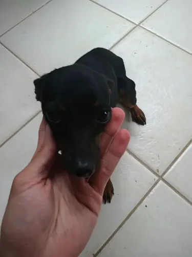 Vendo Pinscher 1 fêmea