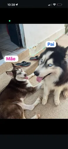 FILHOTES DE HUSKY SIBERIANO LEGÍTIMOS 